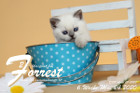 Forrest ist 6 Wochen alt ( 24.05.2020 )