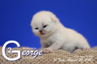 George ist 10 Tage alt ( 22.08.2020 )