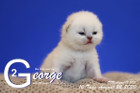 George ist 10 Tage alt ( 22.08.2020 )
