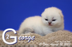 George ist 10 Tage alt ( 22.08.2020 )