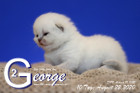 George ist 10 Tage alt ( 22.08.2020 )