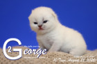 George ist 10 Tage alt ( 22.08.2020 )