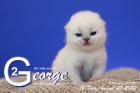 George ist 10 Tage alt ( 22.08.2020 )