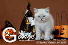 George ist 10 Wochen alt ( 24.10.2020 )