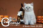 George ist 10 Wochen alt ( 24.10.2020 )