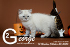 George ist 10 Wochen alt ( 24.10.2020 )