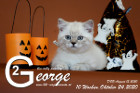 George ist 10 Wochen alt ( 24.10.2020 )