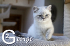 George ist 12 Wochen alt ( 08.11.2020 )