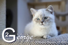 George ist 12 Wochen alt ( 08.11.2020 )