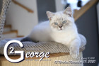 George ist 12 Wochen alt ( 08.11.2020 )