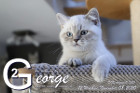 George ist 12 Wochen alt ( 08.11.2020 )
