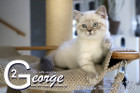 George ist 12 Wochen alt ( 08.11.2020 )