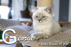 George ist 12 Wochen alt ( 08.11.2020 )