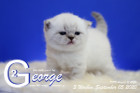 George ist 3 Wochen alt ( 05.09.2020 )