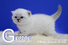 George ist 3 Wochen alt ( 05.09.2020 )