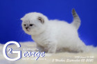 George ist 3 Wochen alt ( 05.09.2020 )