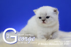 George ist 3 Wochen alt ( 05.09.2020 )