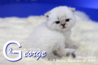 George ist 3 Wochen alt ( 05.09.2020 )