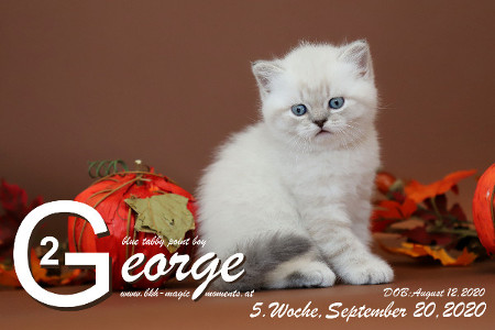 George ist 5 Wochen alt ( 20.09.2020 )
