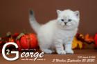 George ist 5 Wochen alt ( 20.09.2020 )