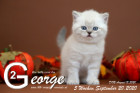 George ist 5 Wochen alt ( 20.09.2020 )