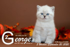 George ist 5 Wochen alt ( 20.09.2020 )