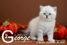 George ist 5 Wochen alt ( 20.09.2020 )