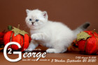 George ist 5 Wochen alt ( 20.09.2020 )