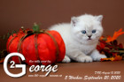 George ist 5 Wochen alt ( 20.09.2020 )