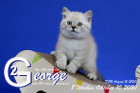 George ist 8 Wochen alt ( 10.10.2020 )