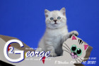 George ist 8 Wochen alt ( 10.10.2020 )