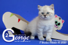 George ist 8 Wochen alt ( 10.10.2020 )