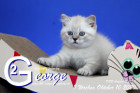 George ist 8 Wochen alt ( 10.10.2020 )