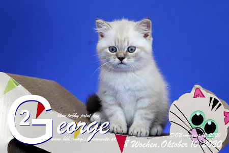 George ist 8 Wochen alt ( 10.10.2020 )