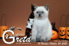Greta ist 10 Wochen alt ( 24.10.2020 )
