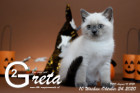 Greta ist 10 Wochen alt ( 24.10.2020 )