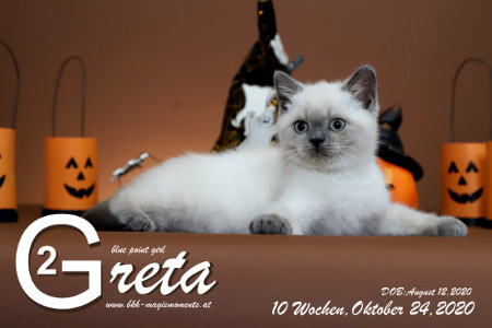 Greta ist 10 Wochen alt ( 24.10.2020 )