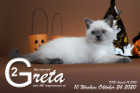 Greta ist 10 Wochen alt ( 24.10.2020 )