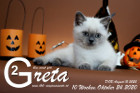 Greta ist 10 Wochen alt ( 24.10.2020 )