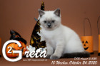 Greta ist 10 Wochen alt ( 24.10.2020 )