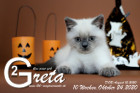 Greta ist 10 Wochen alt ( 24.10.2020 )