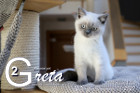 Greta ist 12 Wochen alt ( 08.11.2020 )
