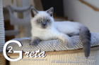 Greta ist 12 Wochen alt ( 08.11.2020 )