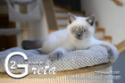 Greta ist 12 Wochen alt ( 08.11.2020 )
