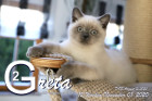 Greta ist 12 Wochen alt ( 08.11.2020 )