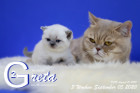 Greta ist 3 Wochen alt ( 05.09.2020 )