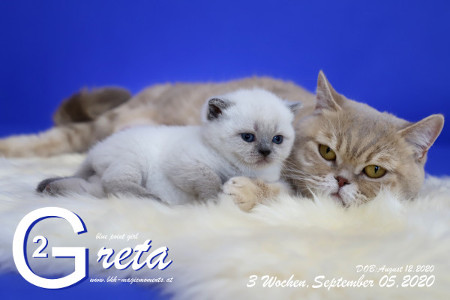 Greta ist 3 Wochen alt ( 05.09.2020 )