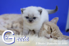 Greta ist 3 Wochen alt ( 05.09.2020 )