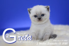 Greta ist 3 Wochen alt ( 05.09.2020 )
