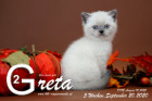 Greta ist 5 Wochen alt ( 20.09.2020 )
